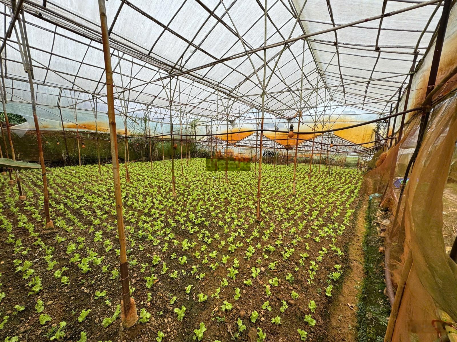 Bán lô đất đẹp tại đường Trần Quang Khải - P8 - Đà Lạt (cũ). Giá tốt đầu tư