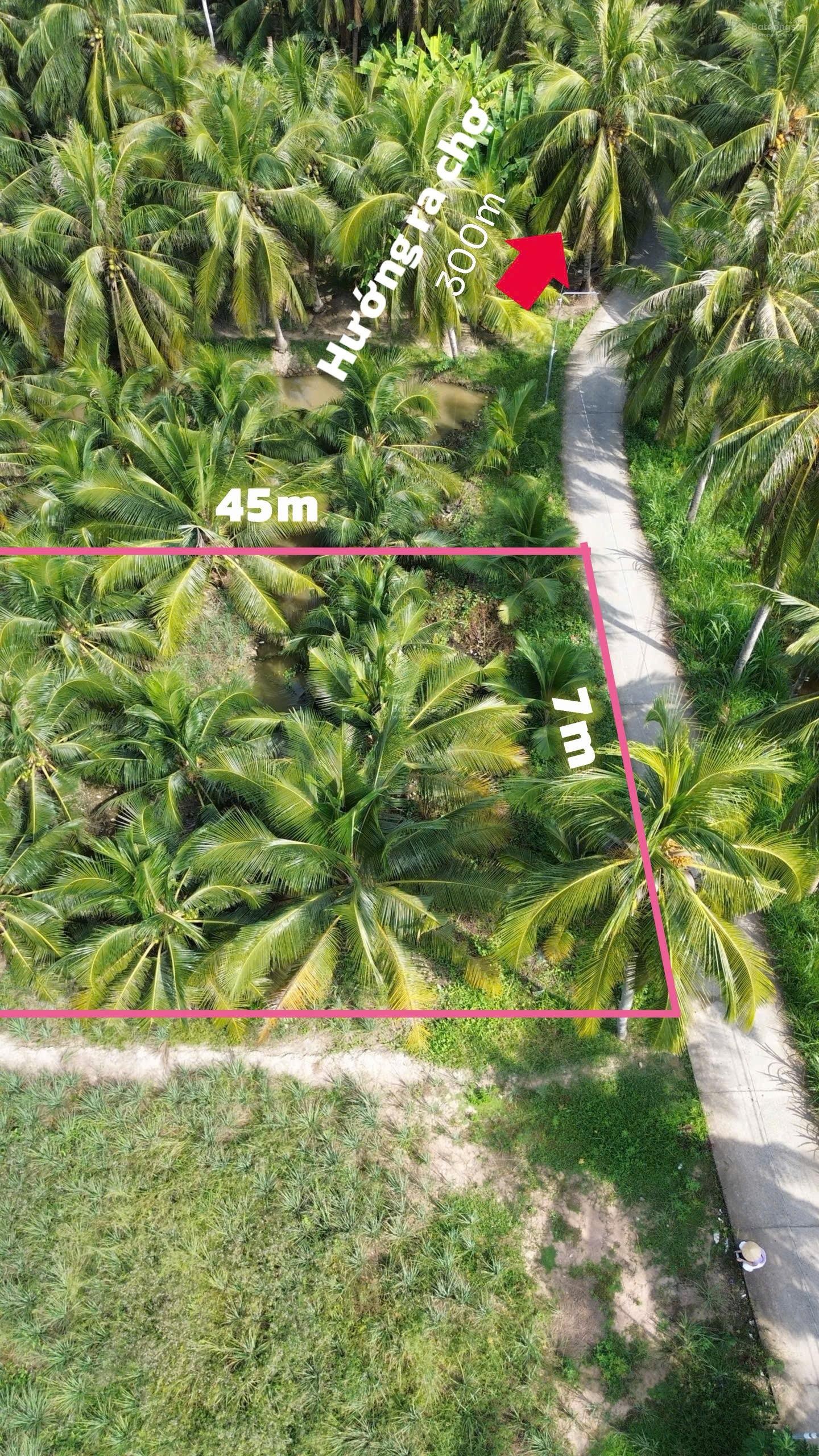 Vườn dừa xiêm xanh trái quá trời quá đất. Giá: 320tr (7m x 45m) - Lên thổ được ạ