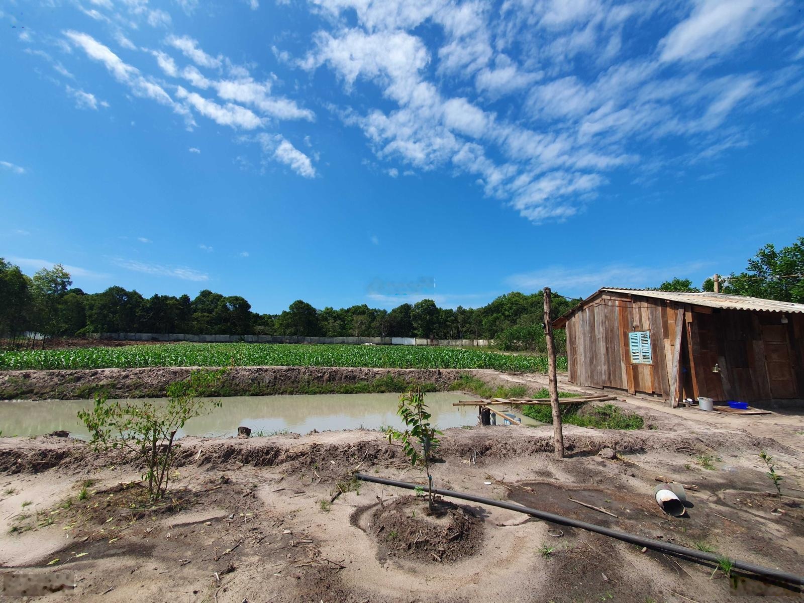 Lô đất mặt tiền rừng nguyên sinh - biển hồ cốc - Hồ Tràm - Vị trí cực hiếm