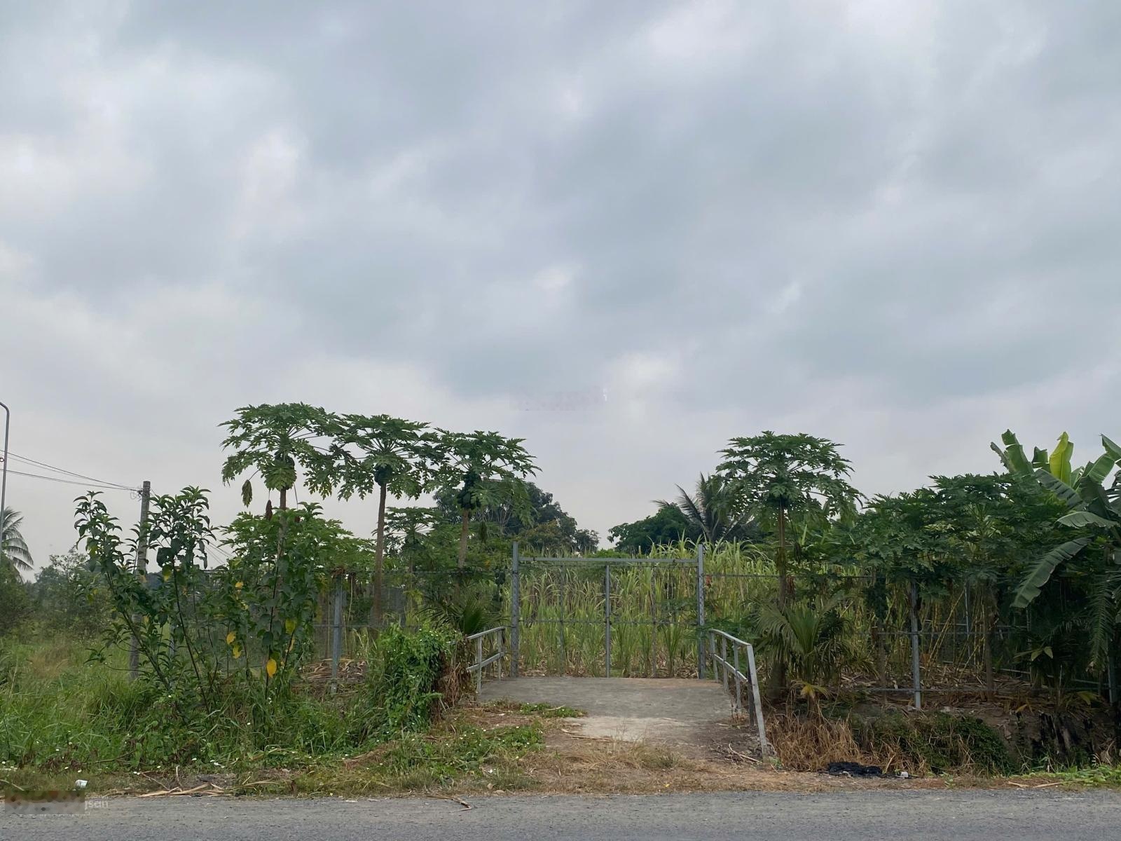 Bán đất trồng cây lâu năm 731m2 đón đầu hạ tầng cầu Bình Tiên, cách đường Song Hành QL50 chỉ 1km