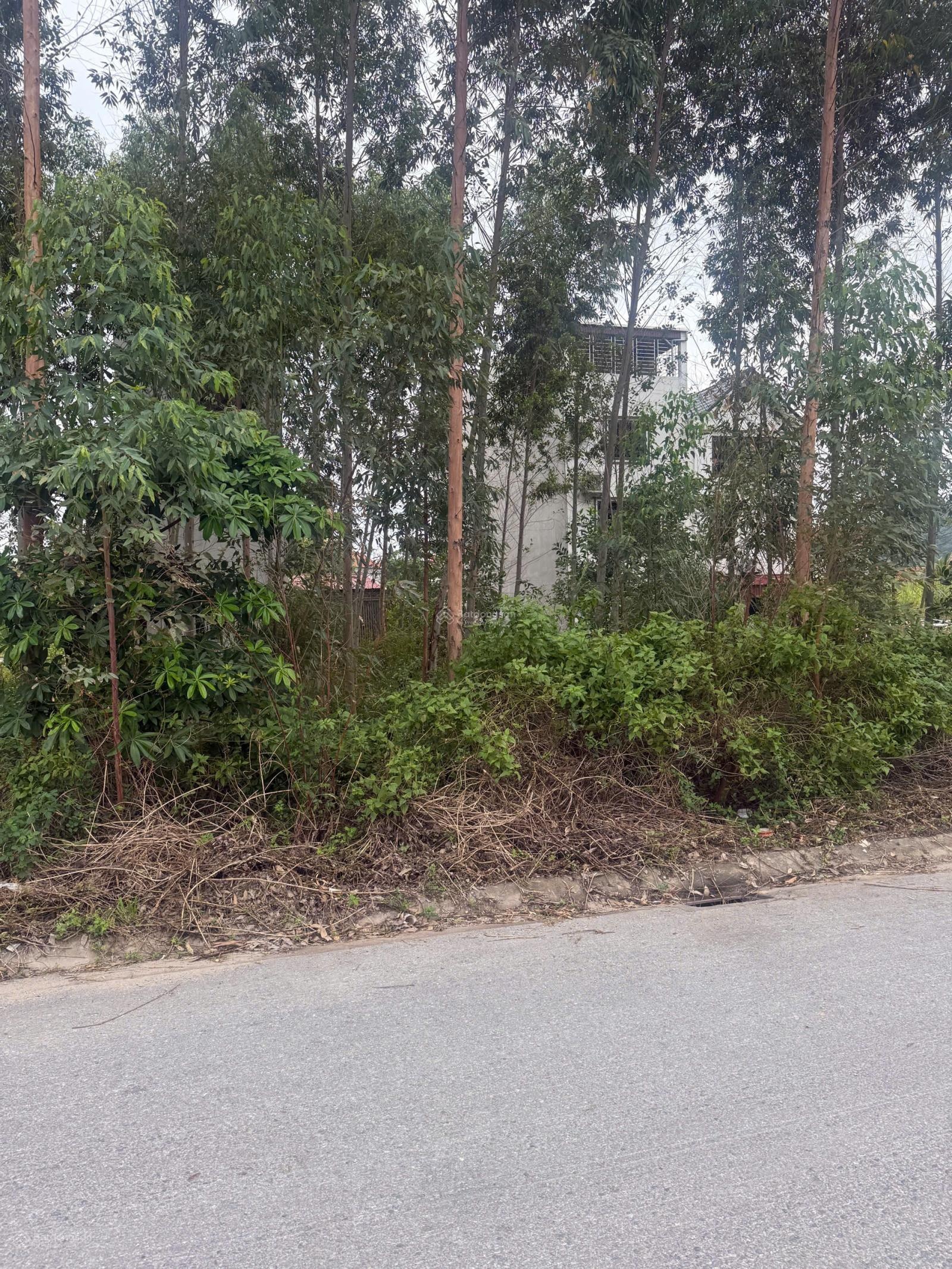 Bán đất đấu giá Xuân phú, Yên Dũng, Bắc Giang : 90m2 - MT 5m. Đường 32m giá 4 tỷ