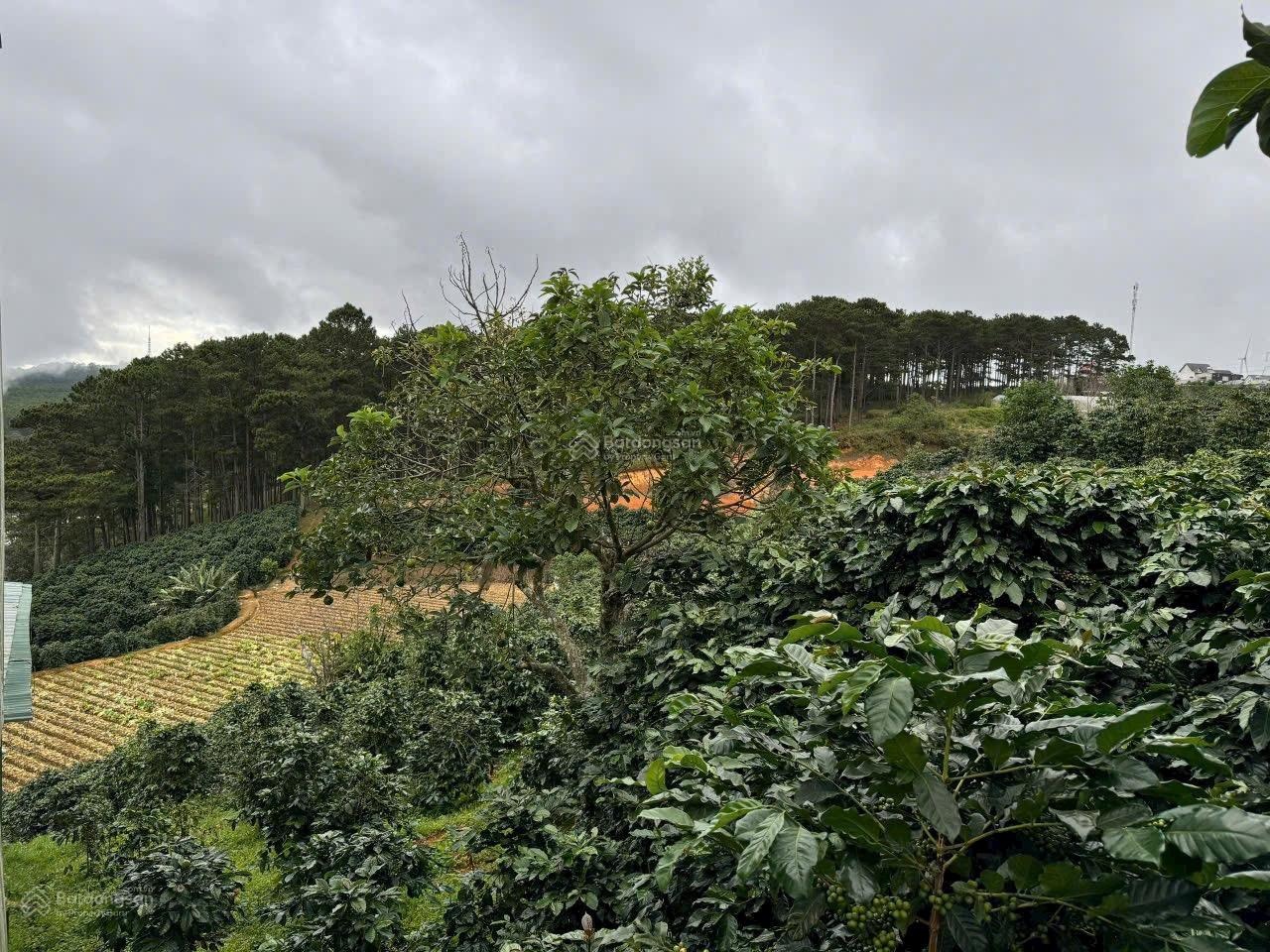 1000m2 đất qh full thổ cư, mặt tiền Ql20 tại Phường Xuân Trường- Đà Lạt, view săn mây, rừng thông