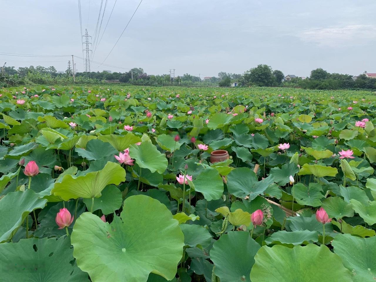 Đất đẹp xây kho xưởng 128x250m= 27.500m2 Quốc Lộ 711 nối Đà Lạt với Mũi Né, giá 40 tỷ