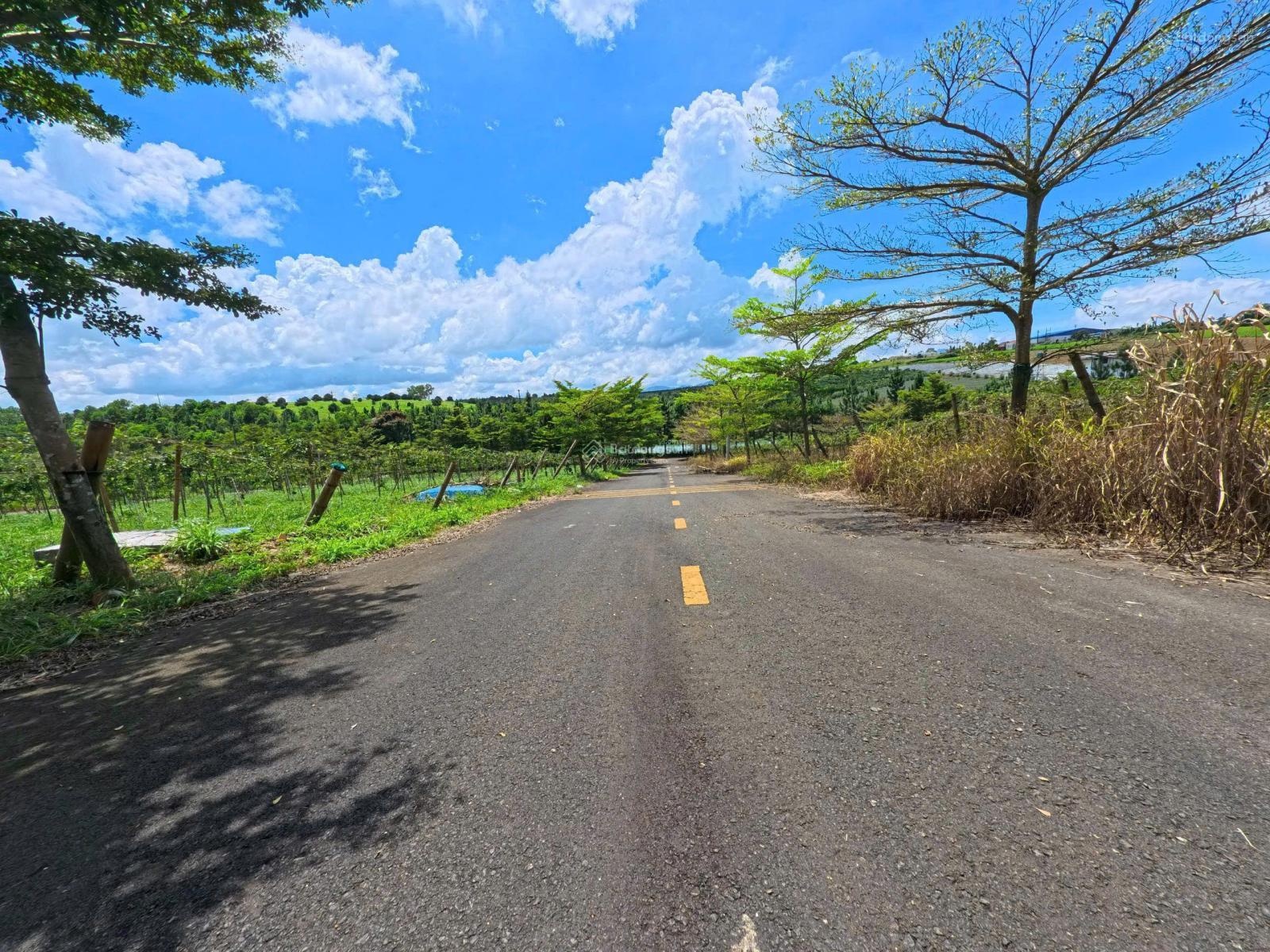 Chính chủ cần bán gấp lô view đồi chè thuộc phường 2 bảo lộc, diện tích 115m2, giá 599 triệu