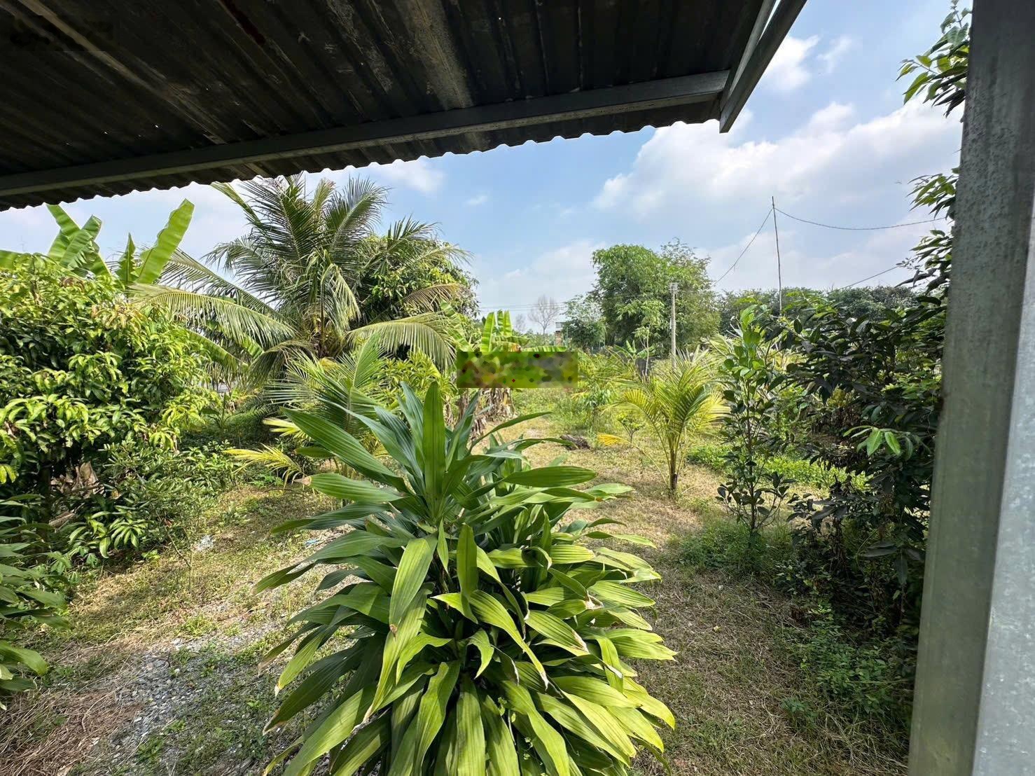 Nhà vườn 1086m2 xã Hưng Long Bình Chánh(đất vườn)