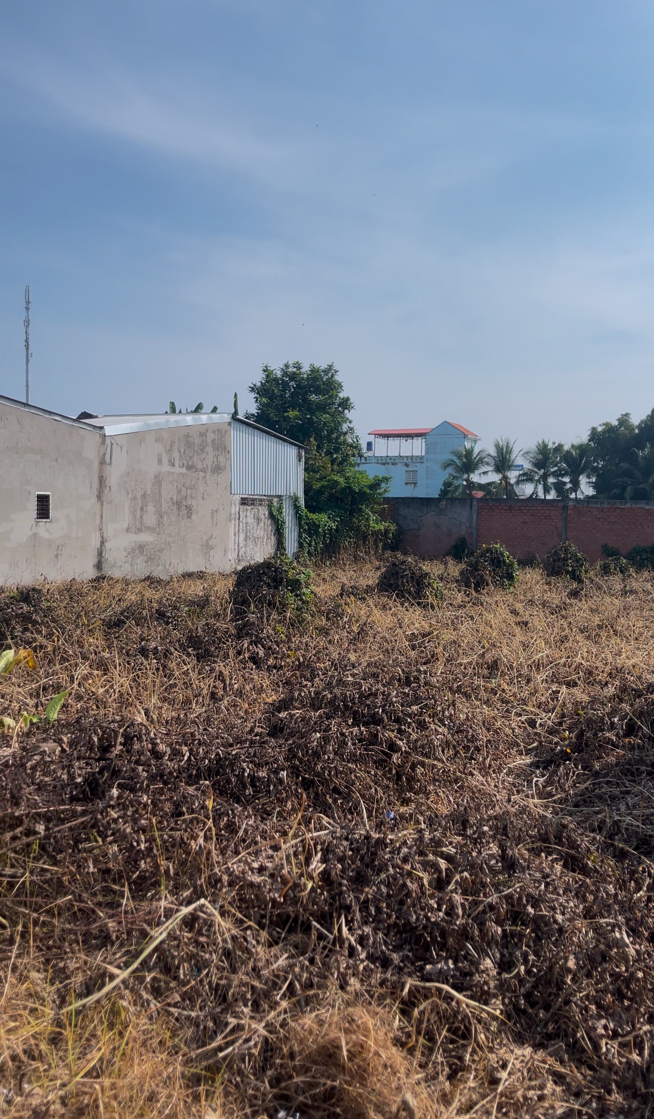 Cần tiền bán lỗ 80m2 đất Mỹ Lộc Cần Giuộc, 535tr, MTĐ nhựa, SHR, thổ cư sẵn. 0963754434