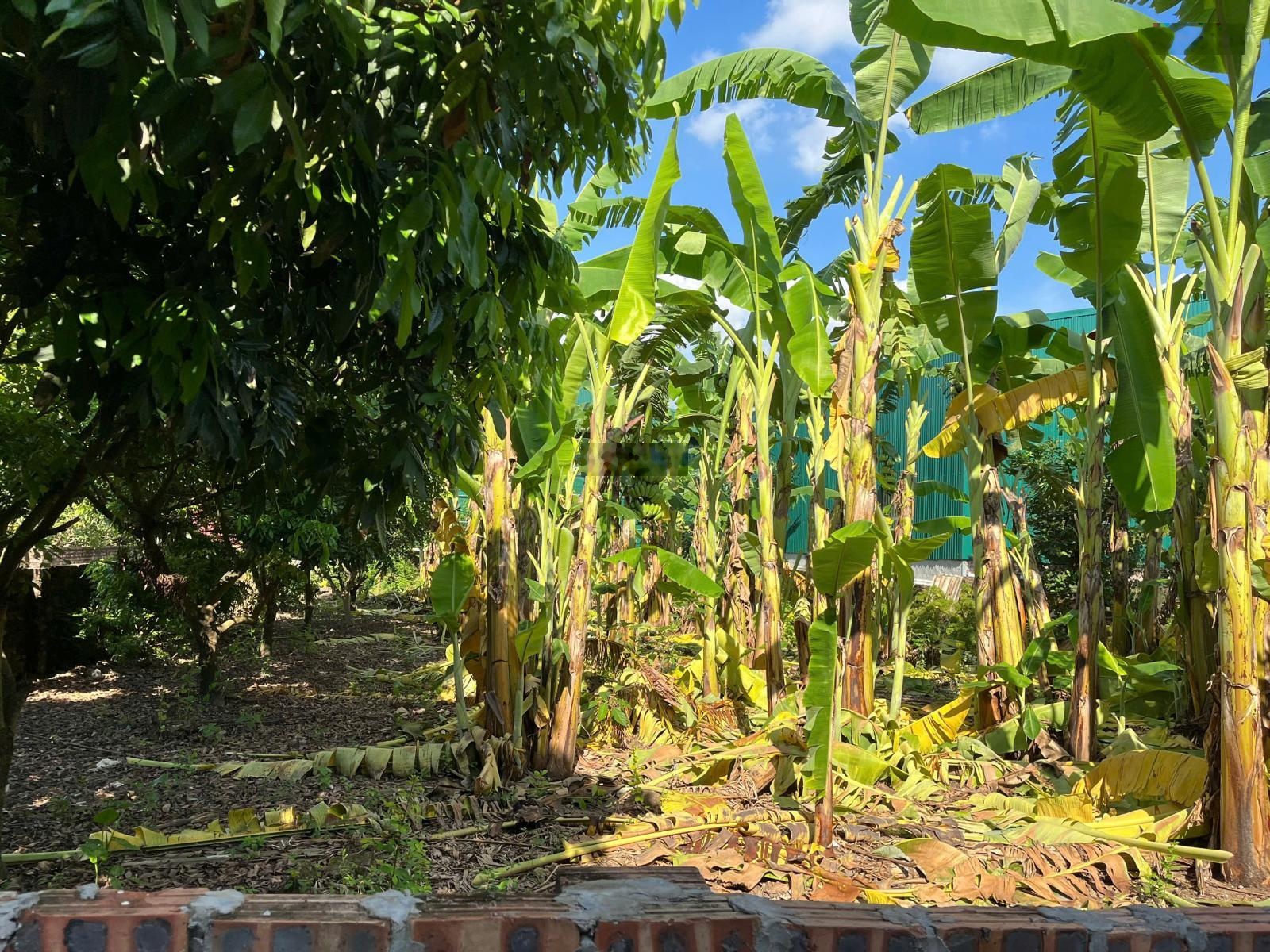 Bán đất Phú Viên, Long Biên, 144m2 - MT 5m - giá 14.5 tỷ ô tô KD