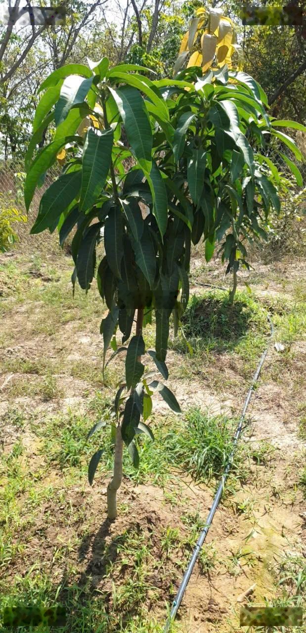 Bán vườn và nhà nhỏ thích hợp nghỉ dưỡng tại Minh Hòa, Huyện Dầu Tiếng, Bình Dương, 1,1 tỷ, 1100 m2