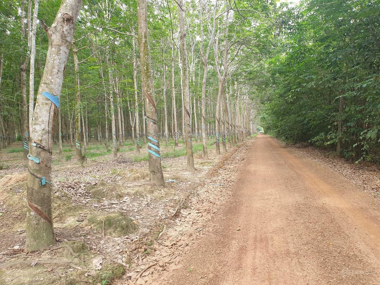 Bán 10ha quy hoạch SKC duy nhất tại Phước Hoà - Phú Giáo cách UBND xã 2km