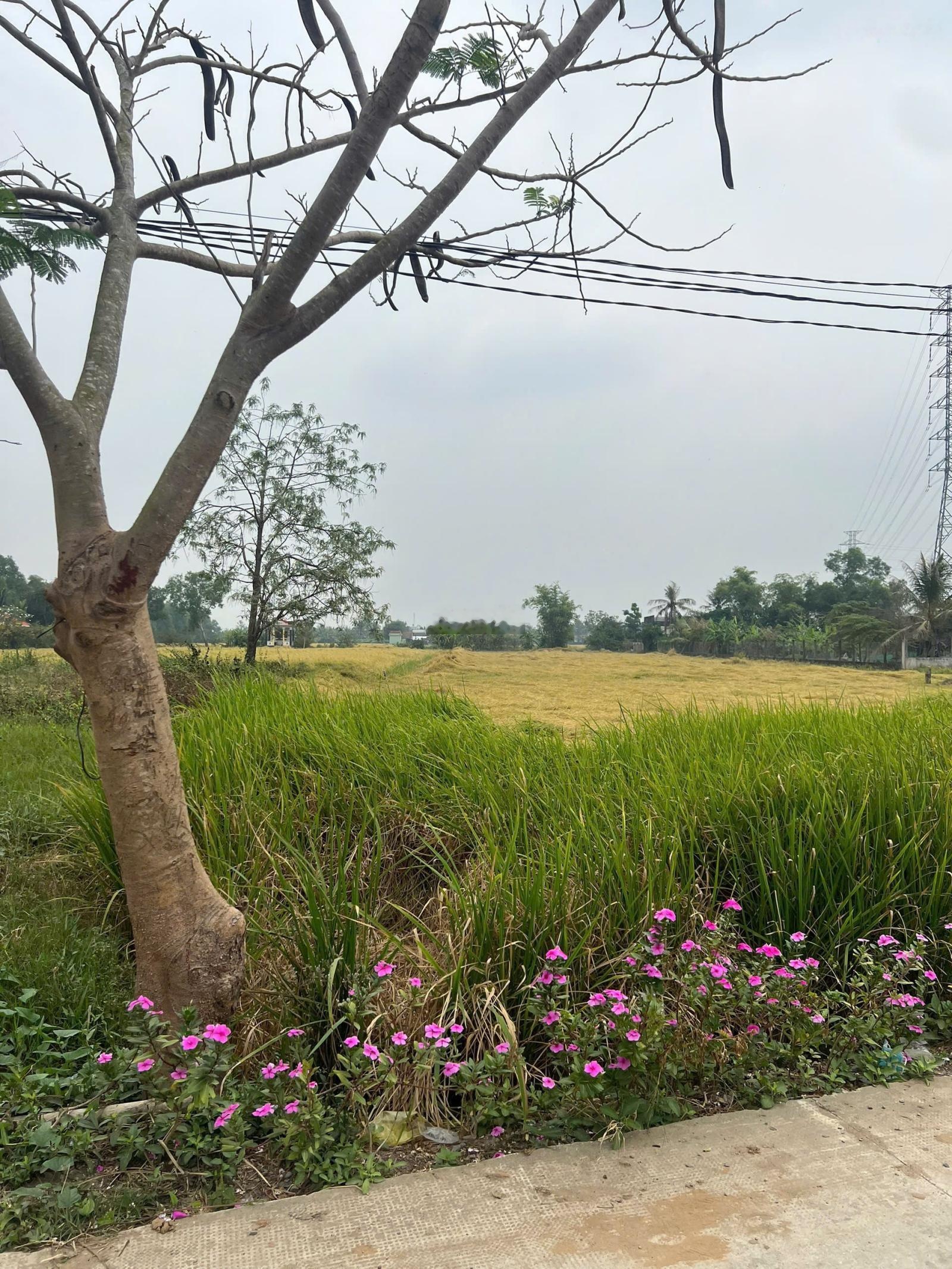 Chính chủ bán gấp đất 160m2 thổ cư 100%, SHR