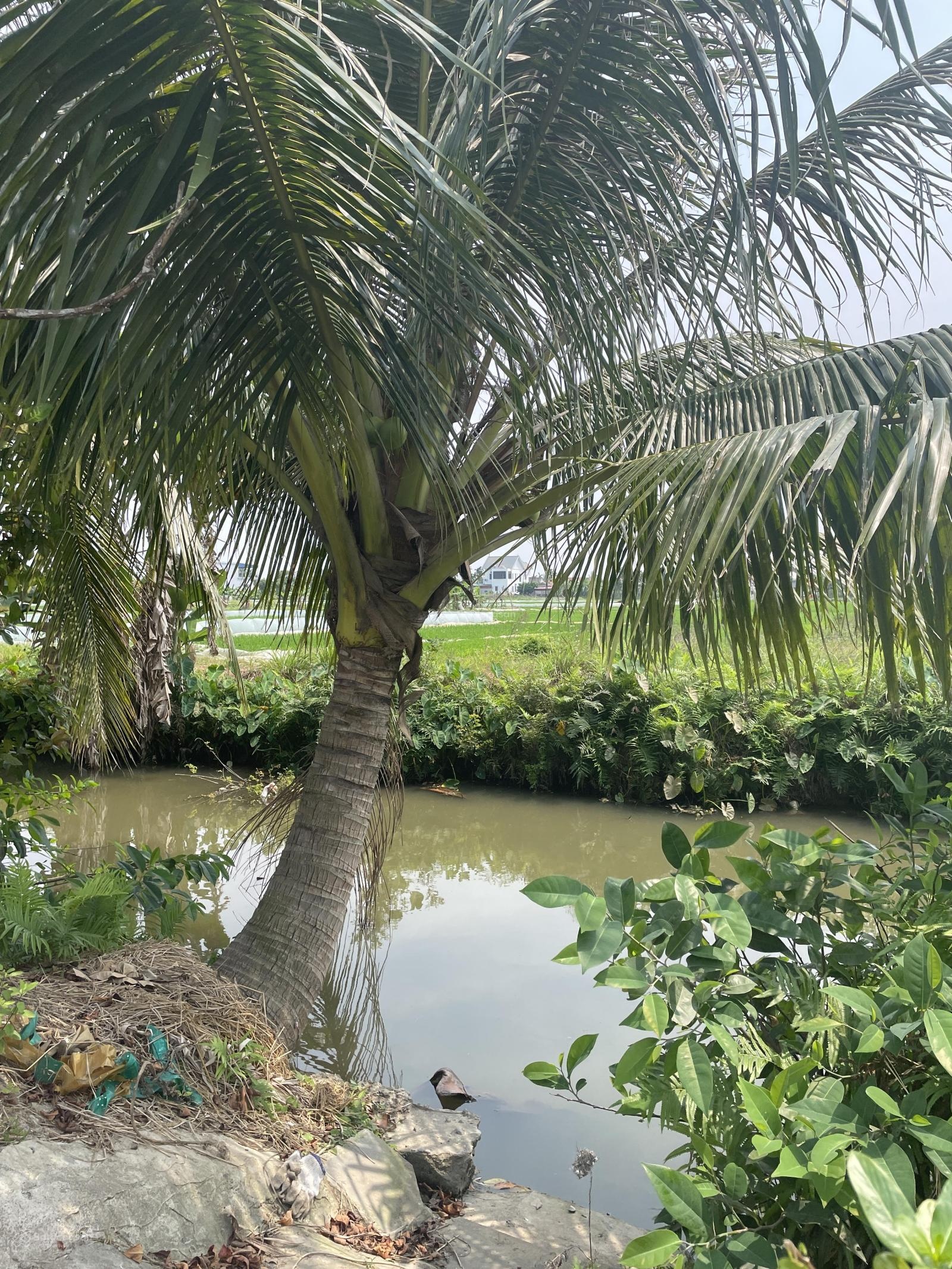 ảnh