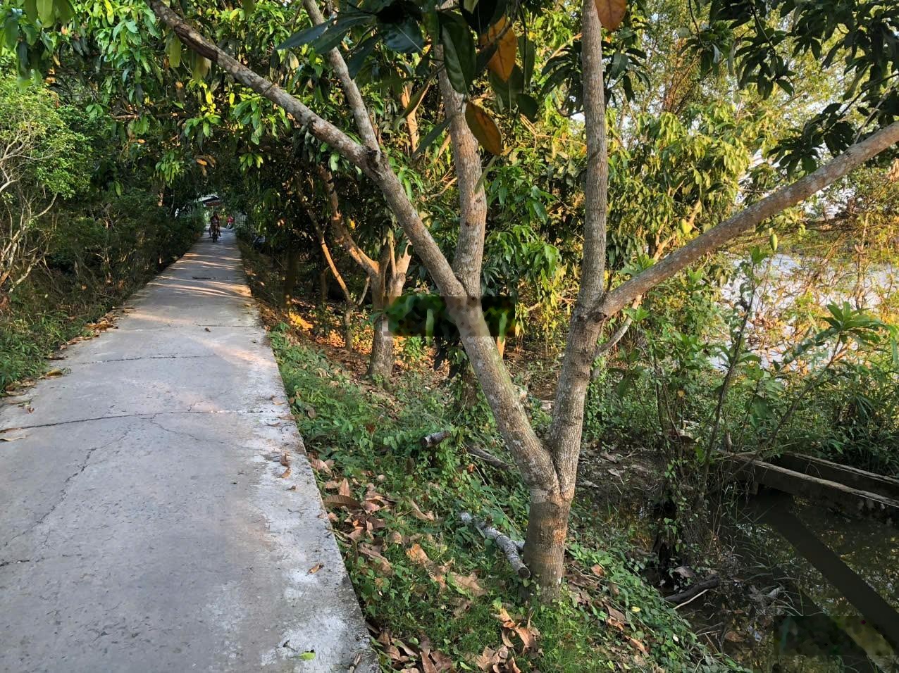 Cần bán gấp đất vườn sầu riêng 7 năm