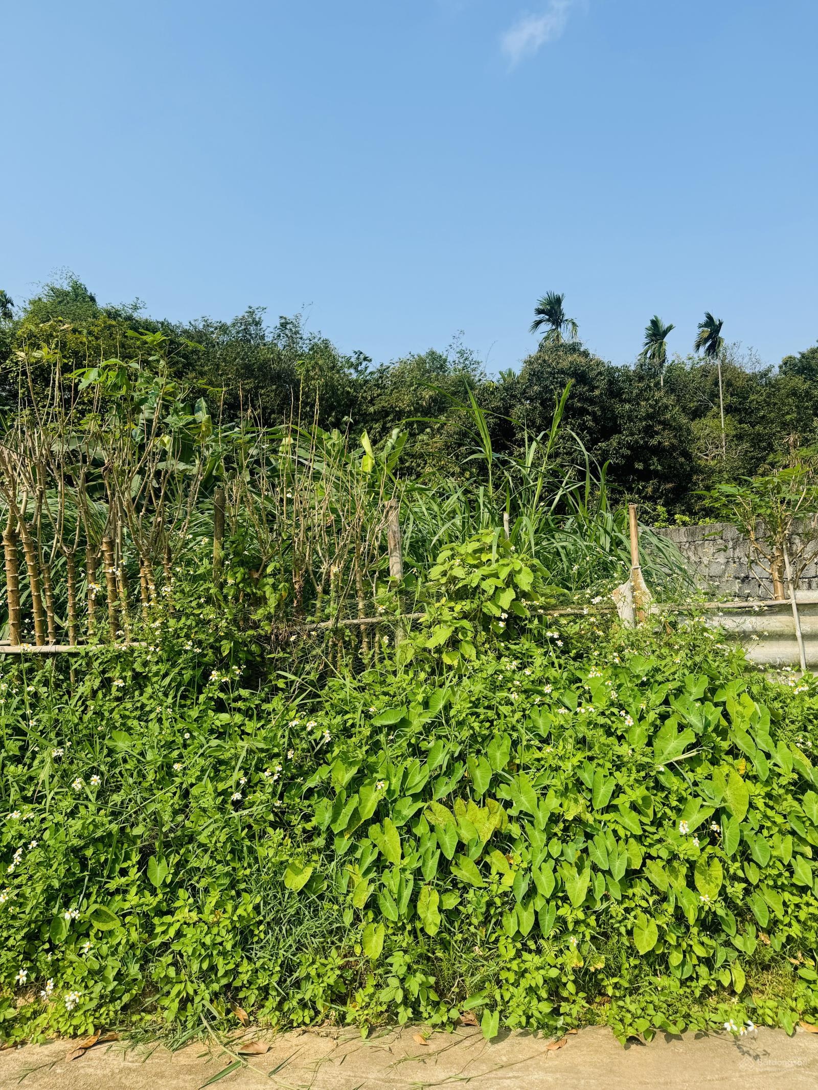 Ba Vì 651.6m2 lô góc, view núi Tản, nở hậu