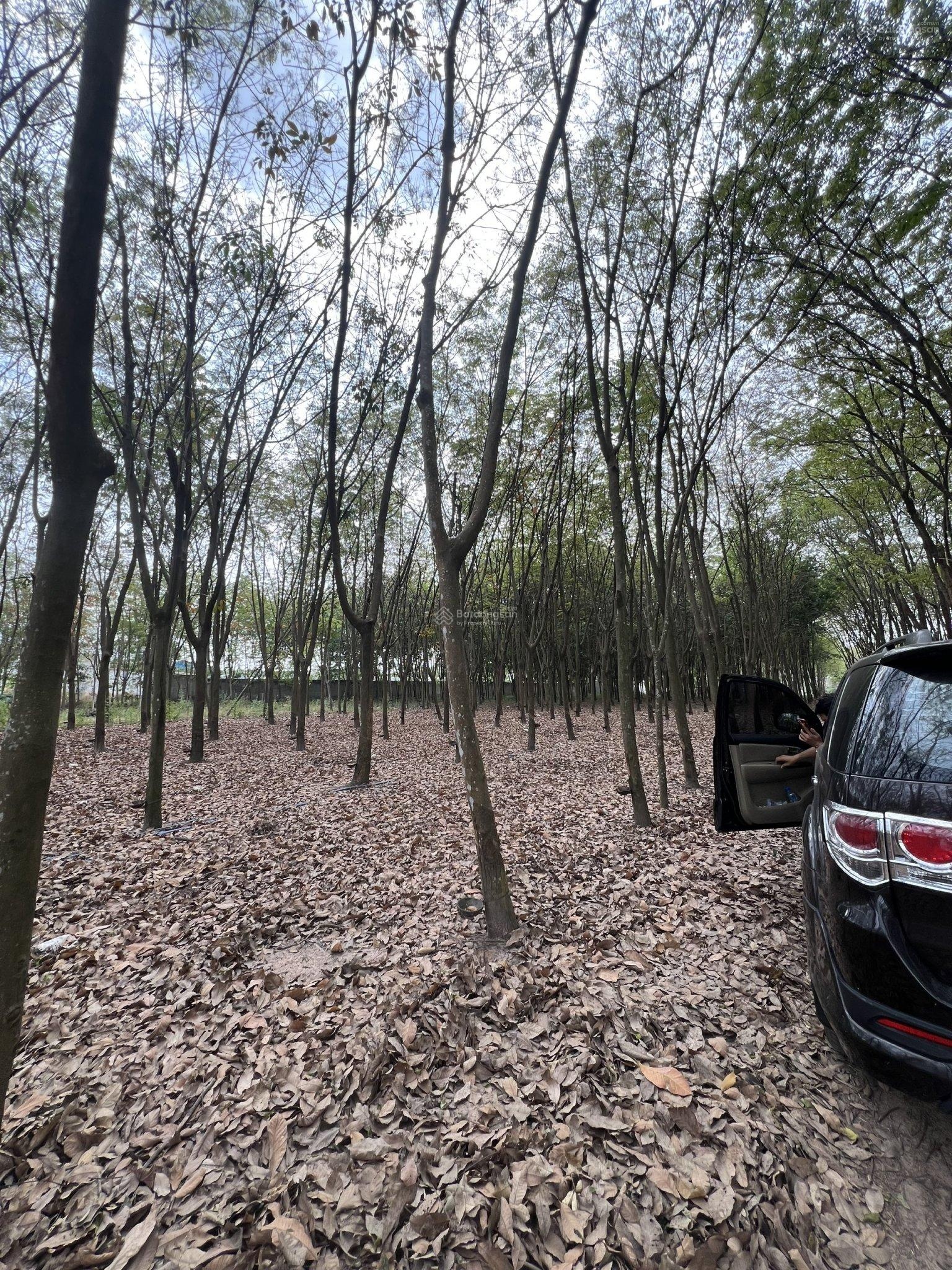Cho thuê đất nền P. Hòa Lợi, TP. Bến Cát với diện tích lớn 3.914m2, đang có 300m2 thổ cư