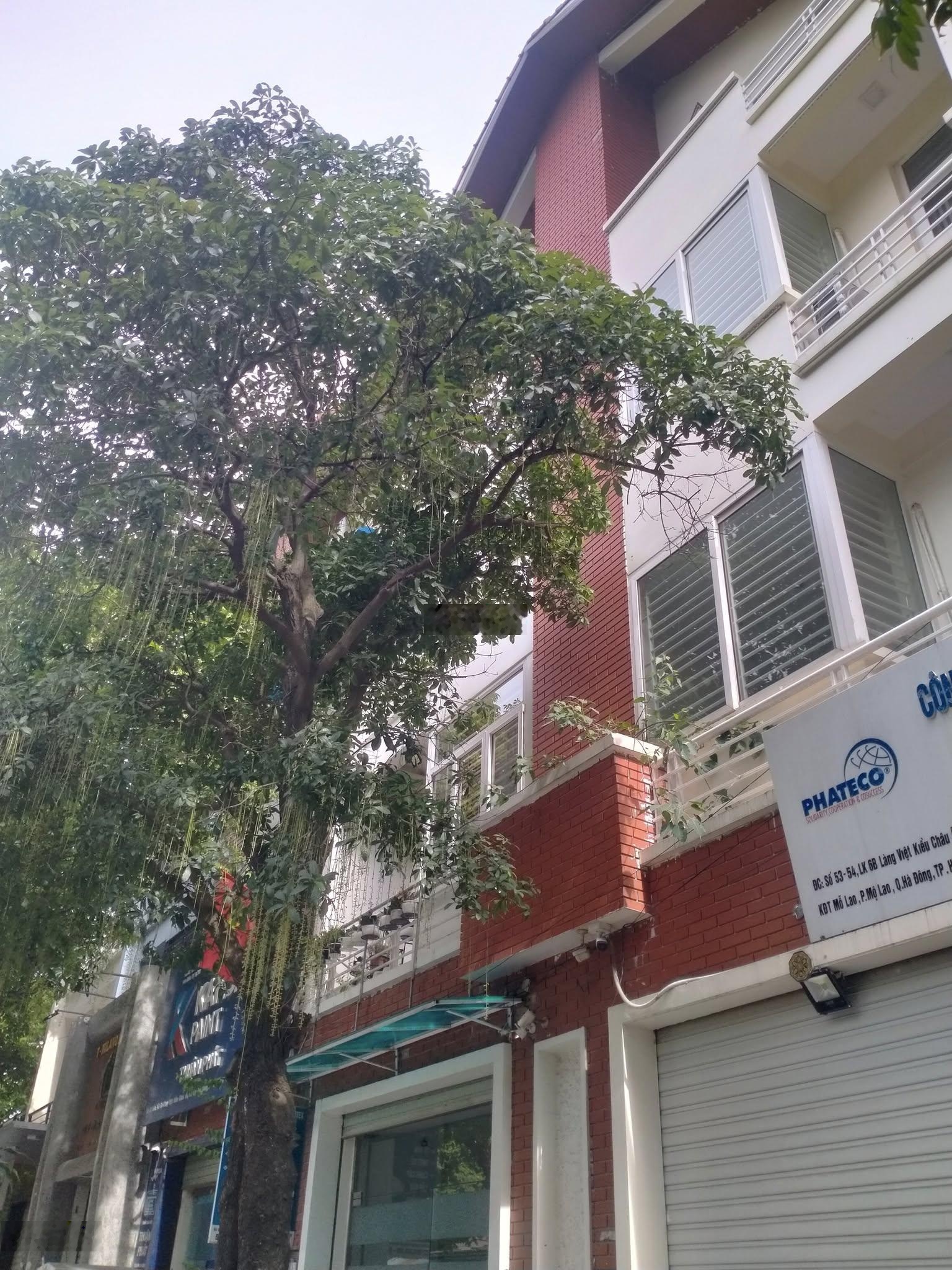 Giá 23,5 tỷ, bán liền kề Làng Việt Kiều Châu Âu Mỗ Lao 79m, khu phân lô vỉa hè, đường 8m trước nhà