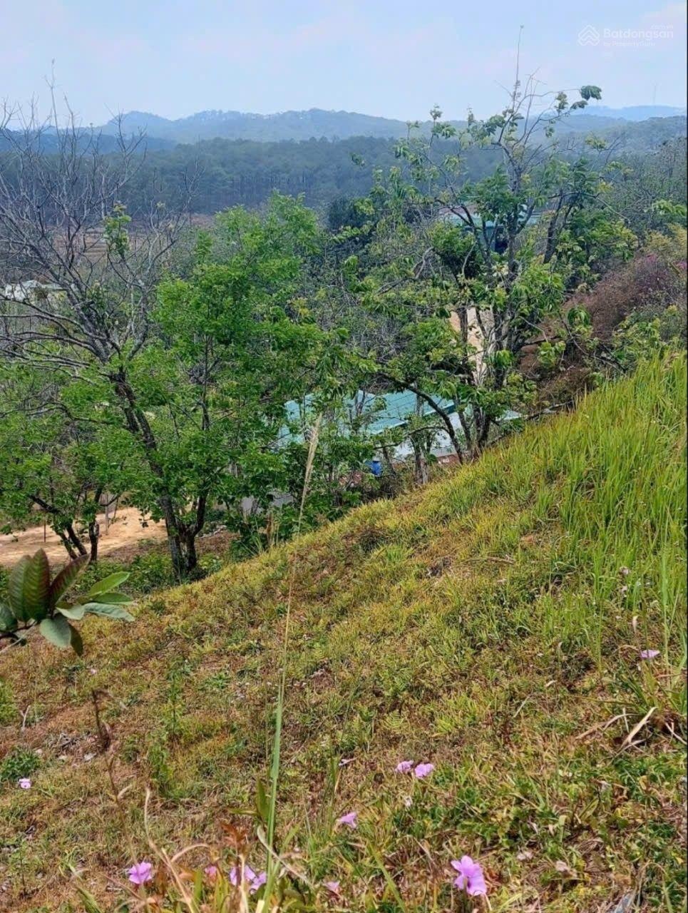 Lô đất nghỉ dưỡng View rừng thông Xuân Thọ- Đà Lạt 1000m- có 300m thổ cư- 9 tỷ 8- GIÁ TỐT