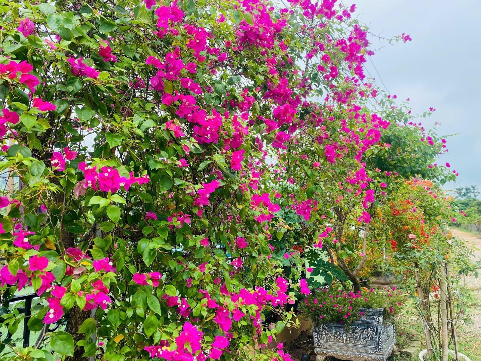 ảnh