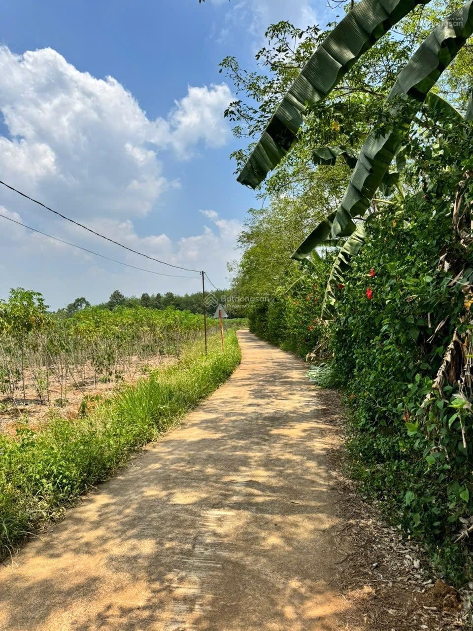 Bán 1644m đất sông nhạn xuân quế đường bê tông full hồng sau khu công nghiệp