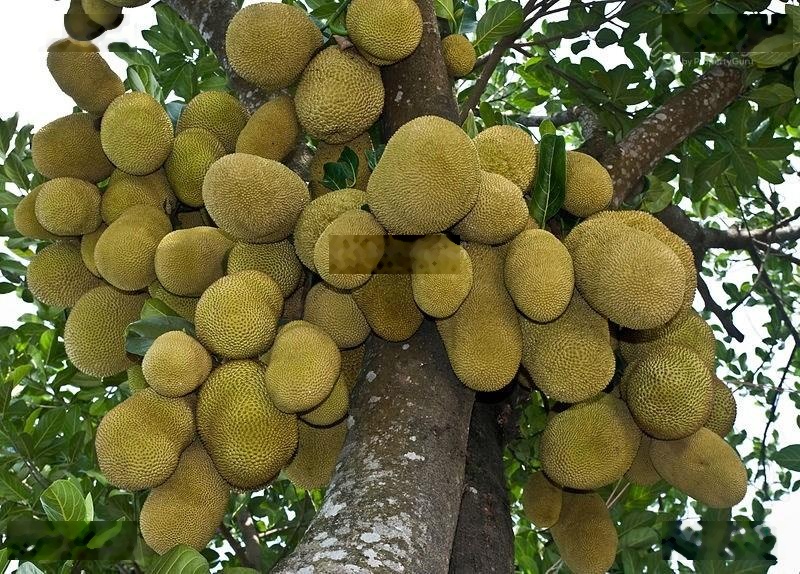 Chính Chủ Bán: Biệt Thự 245m2 - Linh Đàm - 3 Mặt Đường để được 20 oto - Vừa Để Ở Vừa Có Dòng Tiền