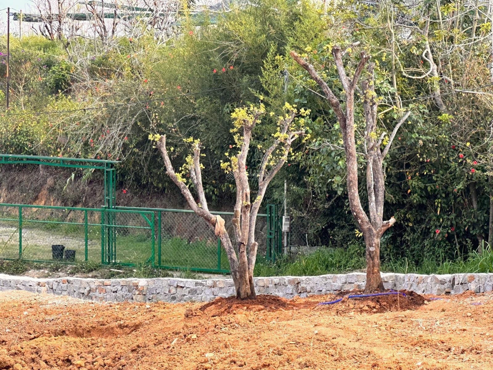 Bán đất view điện gió Cầu Đất trung tâm Đà Lạt 1.182m2 mặt tiền 30m 2 sổ riêng giá 12 tỷ