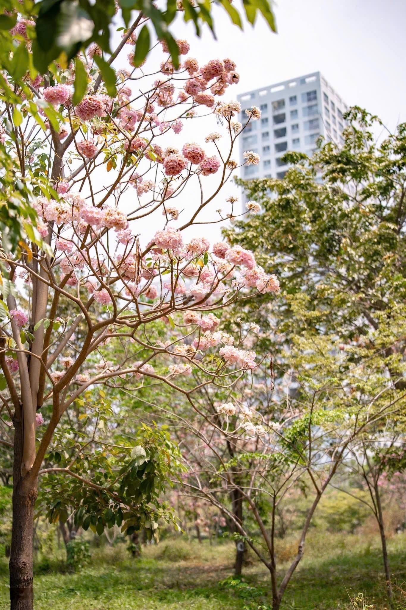 Tin thật 100% Căn hộ Happy Valley 135m2, 3 phòng lầu cao view đẹp. Giá 12tỷ. LH 0917761949 E Trang