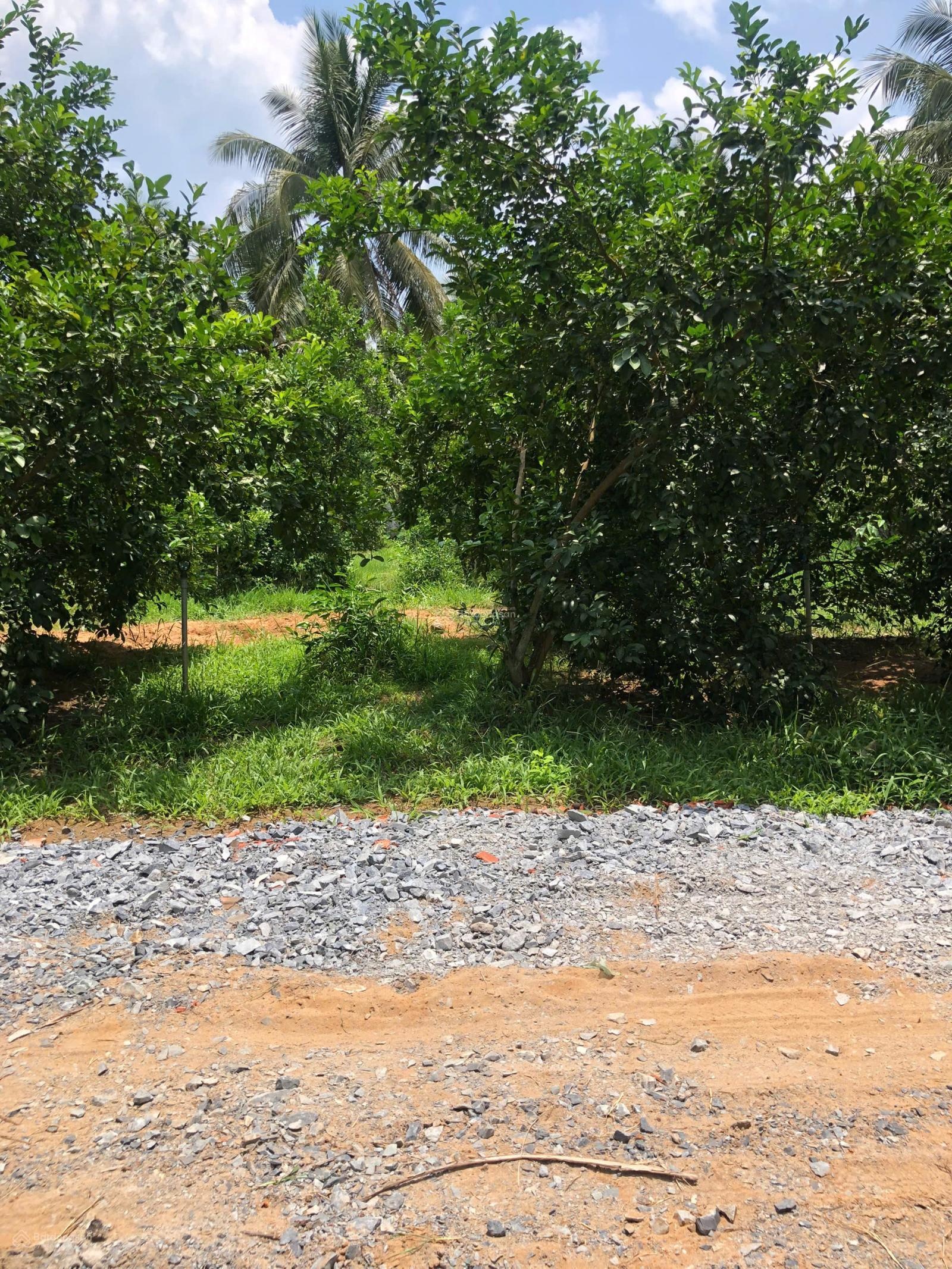 Bán Đất Long Hưng, Châu Thành, Tiền Giang. 4,55m x 27,10m = 124m, Đuòng Ôtô, H.ĐN, Sổ Hồng, 340 Tr