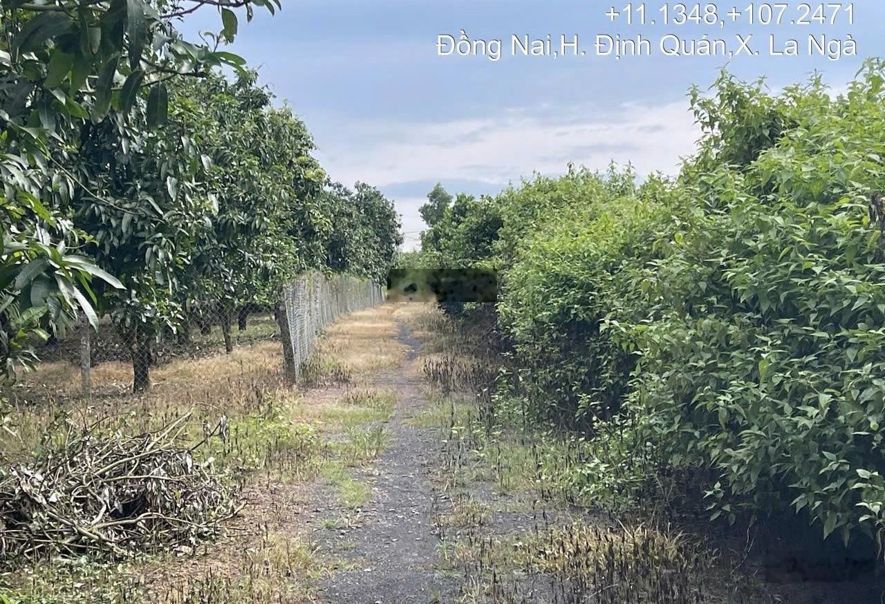Bán đất CLN tại bán đất Xã La Ngà, 1065m2, giá thỏa thuận