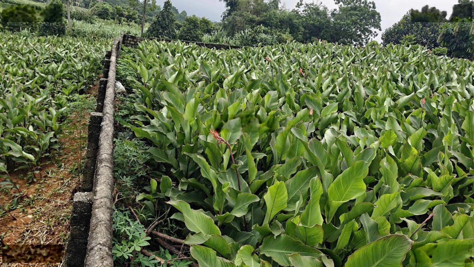 Hàng F0 Khánh Thượng giá rẻ, đường trục chính thông thoáng, view đẹp, gần trường, nhà văn hóa thôn