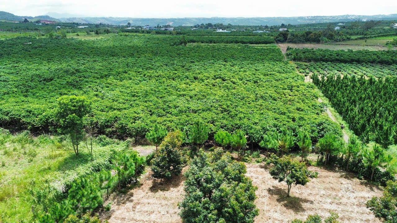 View hồ đẹp-lô góc 2 mặt tiền 1260m2 ngang 21m - Đất thành phố Bảo Lộc - giá bán 3,2 tỷ sổ hồng sẵn