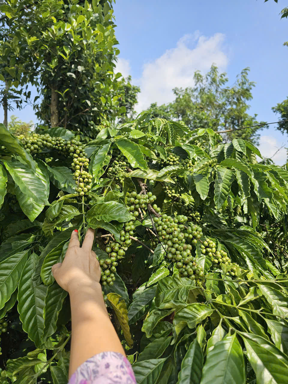 Chính chủ bán 10.000m2 đất tại phường Thống Nhất, xã Buôn Hồ, Đắk Lắk