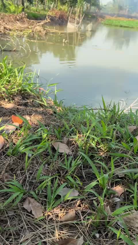 Bán đất công đã lên bờ, trồng cây, có ao nuôi cá và một phần đất trồng lúa hoặc cây thủy canh