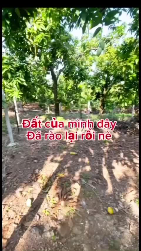 Chính chủ bán đất có giếng, xoài trái quanh năm, giá rẻ 899 triệu tại Đồng Nai