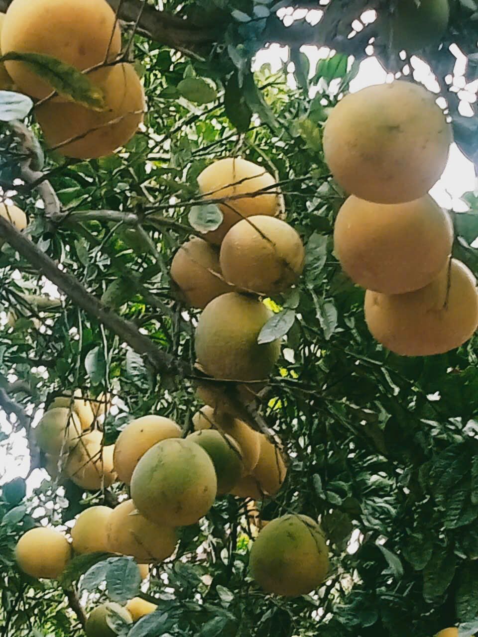 Bán đất Phúc Diễn, Bắc Từ Liêm giá chỉ bằng căn chung cư – 1450m2 giá 2,8 tỷ