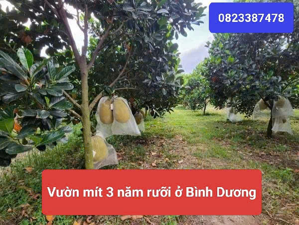 Bán gấp 1100m² vườn mít đang sai trái