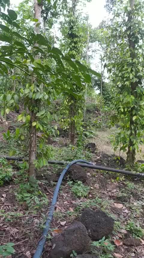 Cần bán gấp đất tọa lạc tại ấp 3 xã Thanh Sơn Huyện Định Quán tỉnh Đồng Nai diện tích đất 2000m²