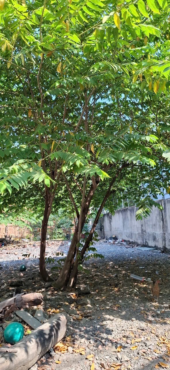 Bán 234m2 đất hẻm xe hơi Trường Thọ, giá 12 tỷ khu vip gần Đặng Văn Bi, ngang 7m