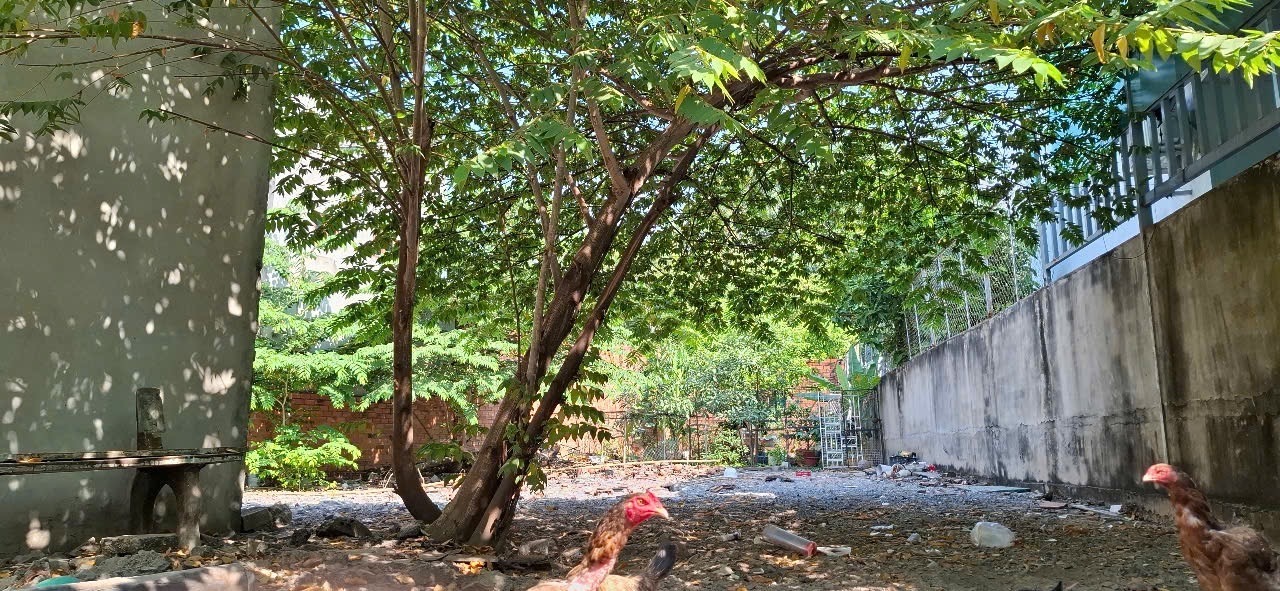 Bán 234m2 đất hẻm xe hơi Trường Thọ, giá 12 tỷ khu vip gần Đặng Văn Bi, ngang 7m