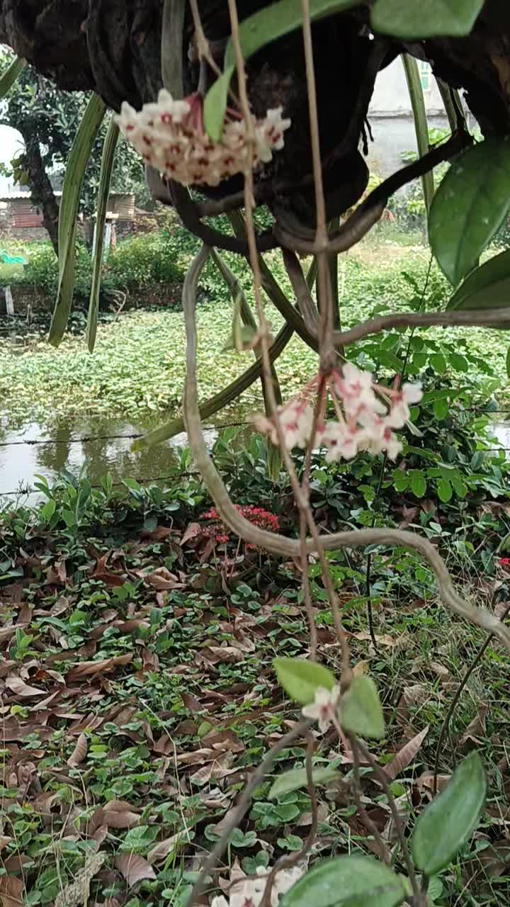 Tôi chính chủ muốn bán miếng đất thổ cư, 288m2 tại làng Đọ To, xã Quỳnh Phú cũ, Gia Bình mới, Bắc Ninh