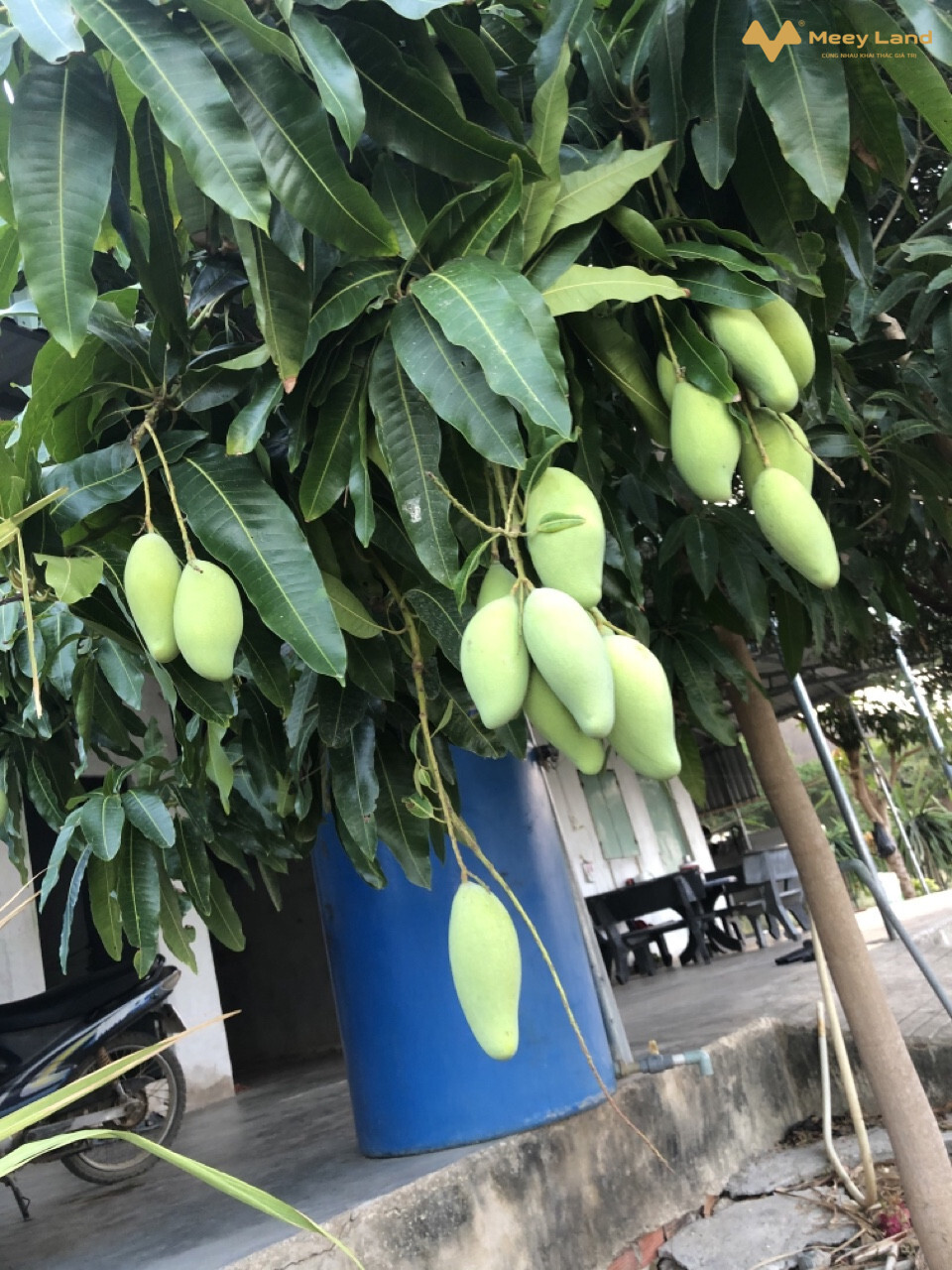 Bán vườn Thanh Long, đường 719, Hàm Minh, Hàm Thuận Nam, Bình Thuận