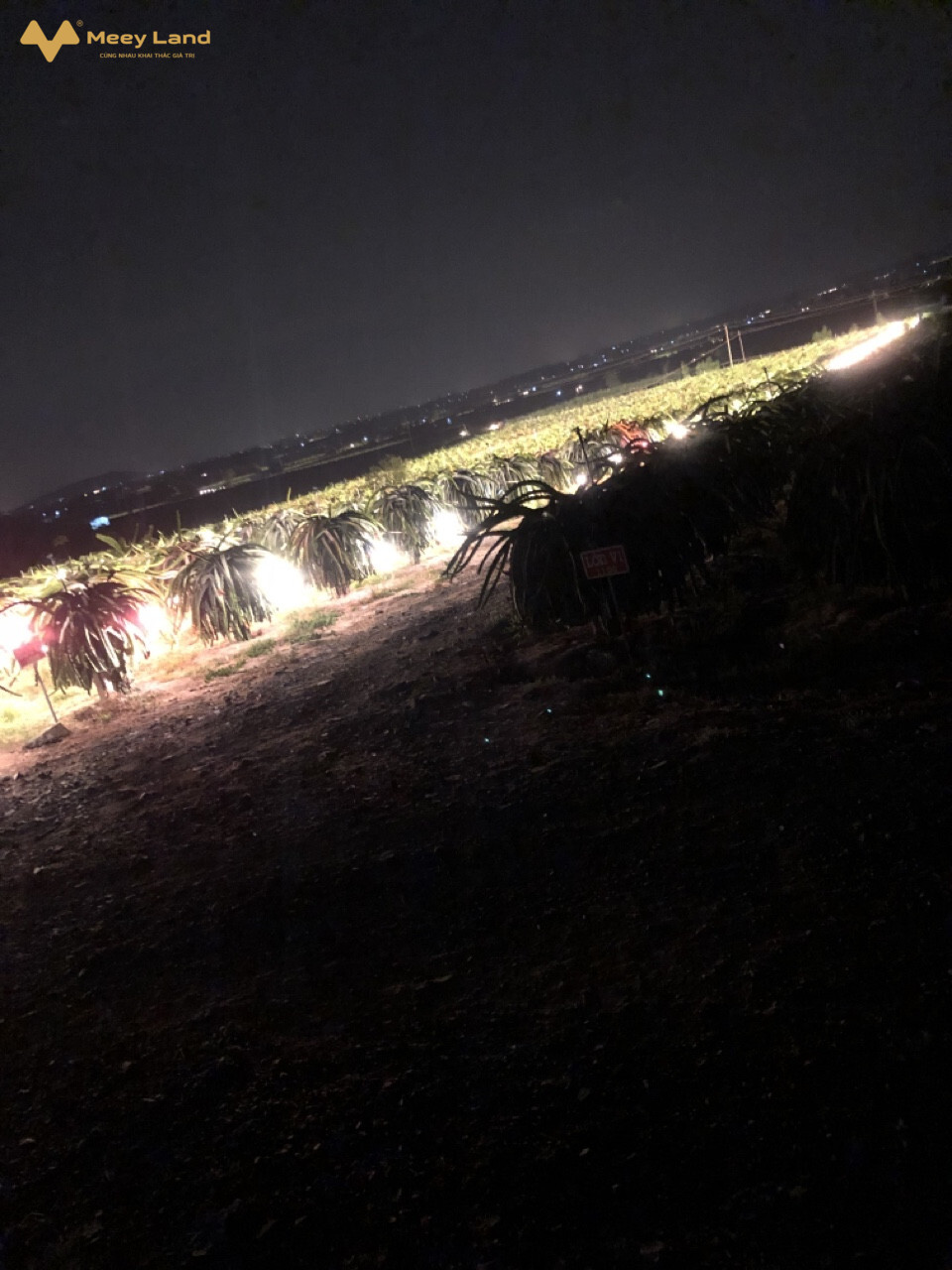 Bán vườn Thanh Long, đường 719, Hàm Minh, Hàm Thuận Nam, Bình Thuận