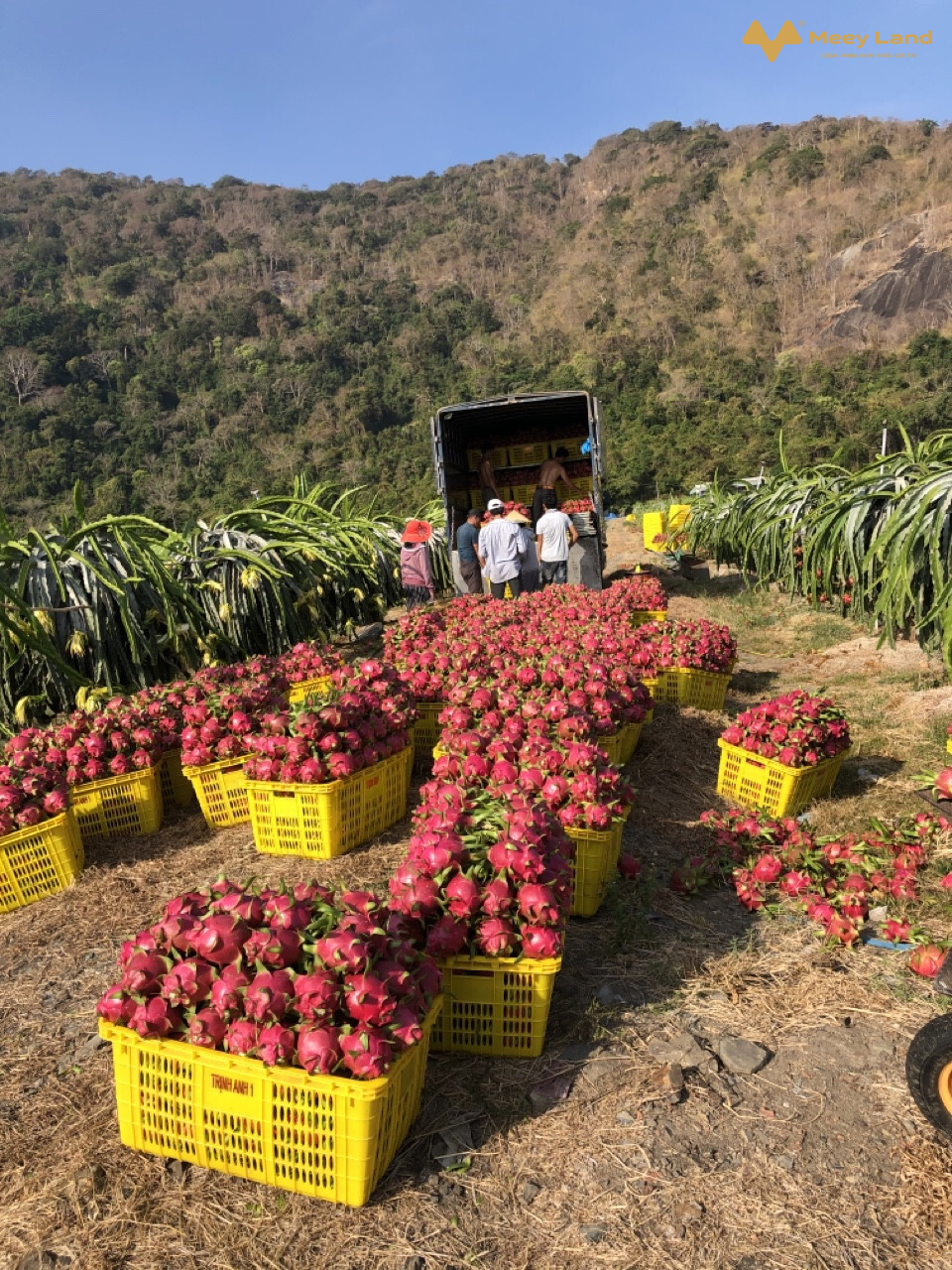 Bán vườn Thanh Long, đường 719, Hàm Minh, Hàm Thuận Nam, Bình Thuận